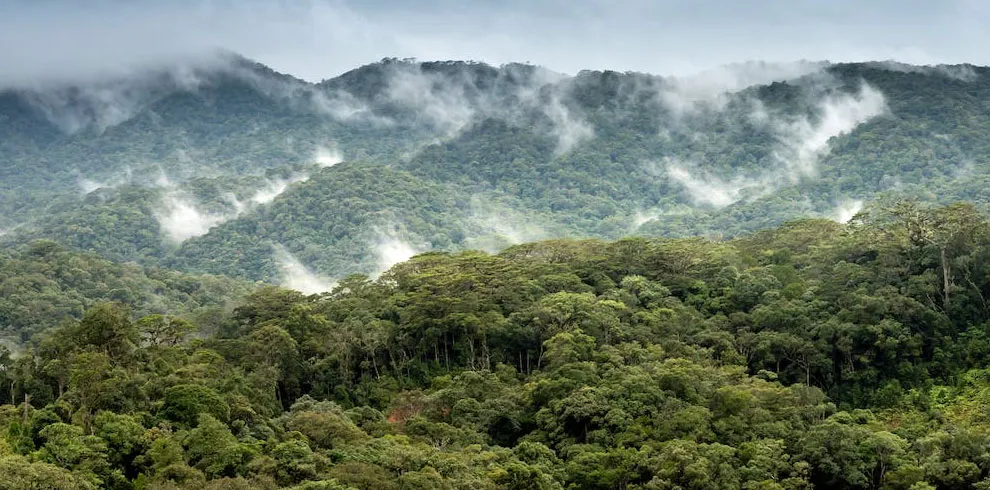 Sinharaja Rain Forest